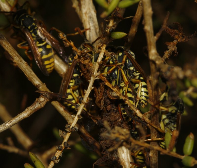 Polistes%20nimpha_4345.jpg