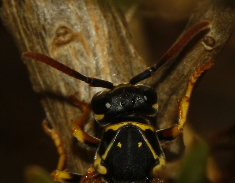 Polistes%20nimpha_4712.jpg