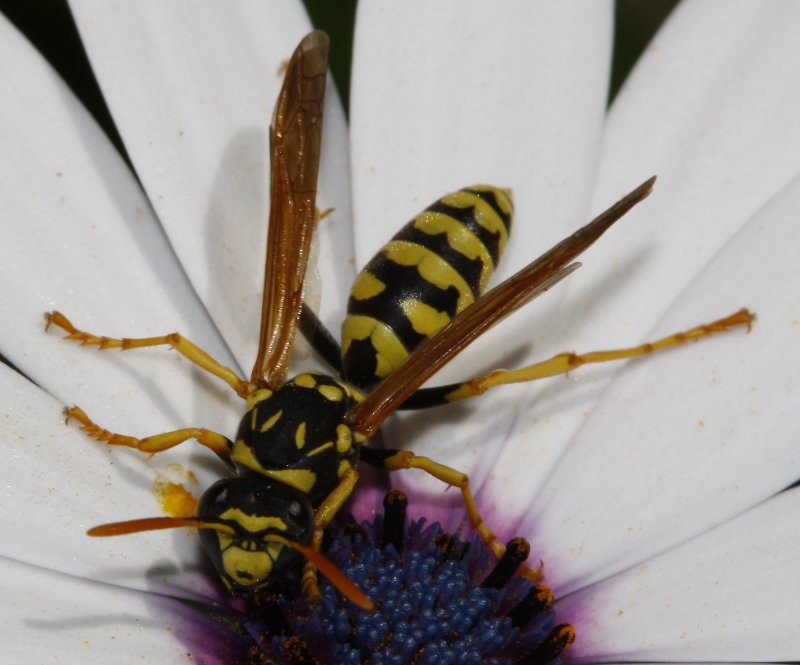 Polistes%20sp%201.jpg