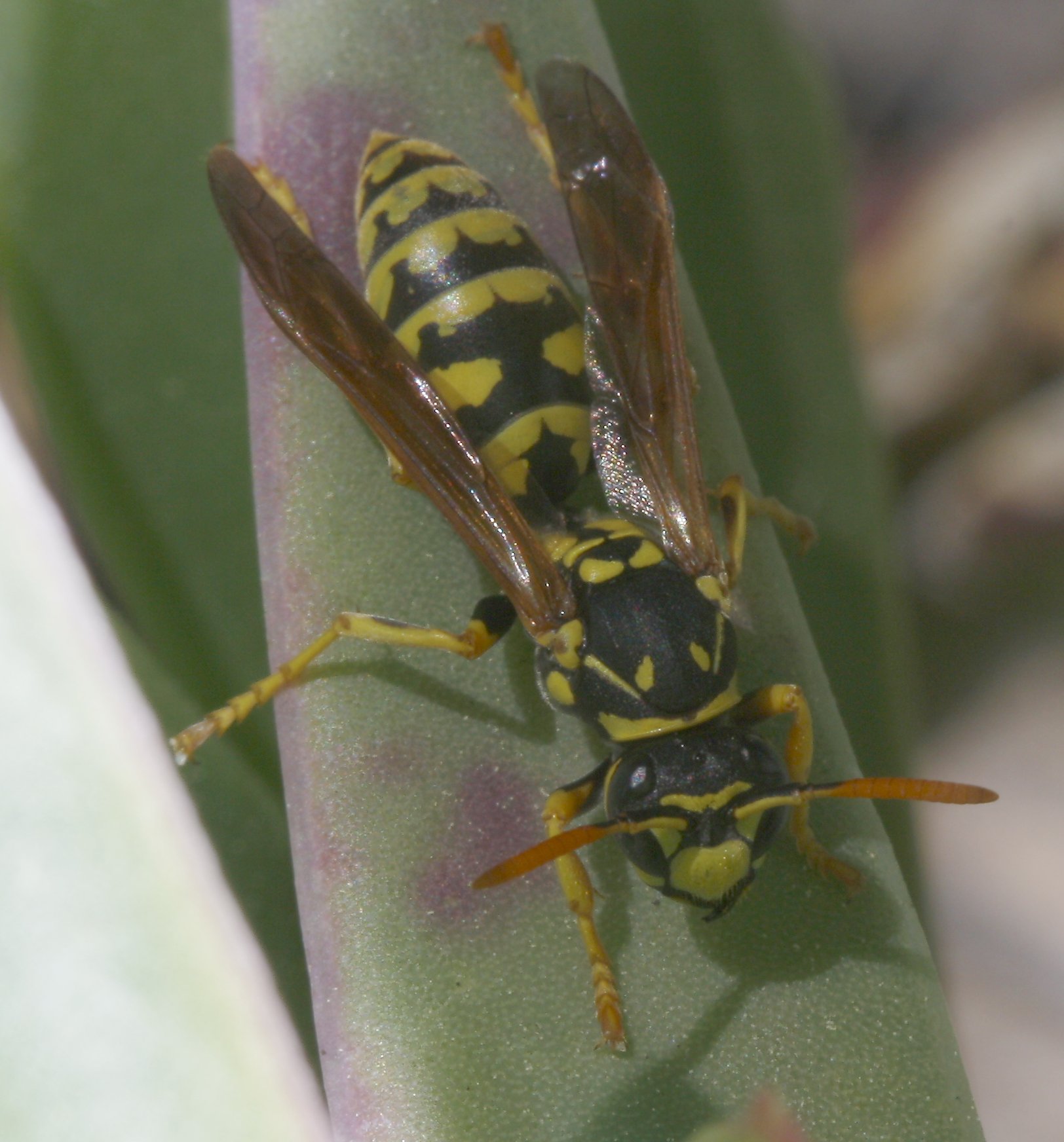 Polistes%20sp%202.jpg