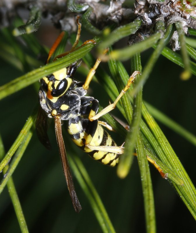 Polistes%20sp%203.jpg