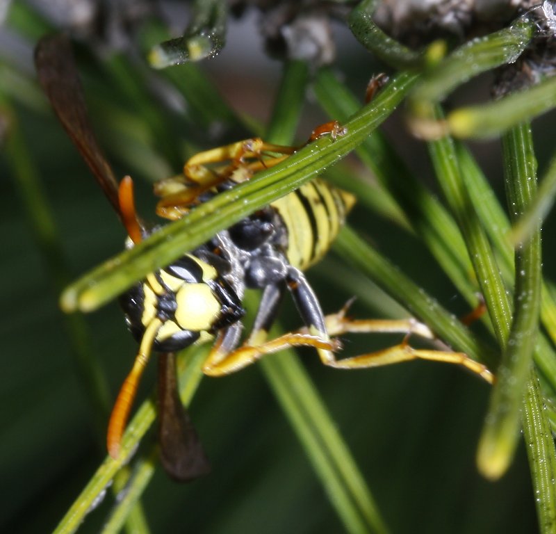 Polistes%20sp%204.jpg