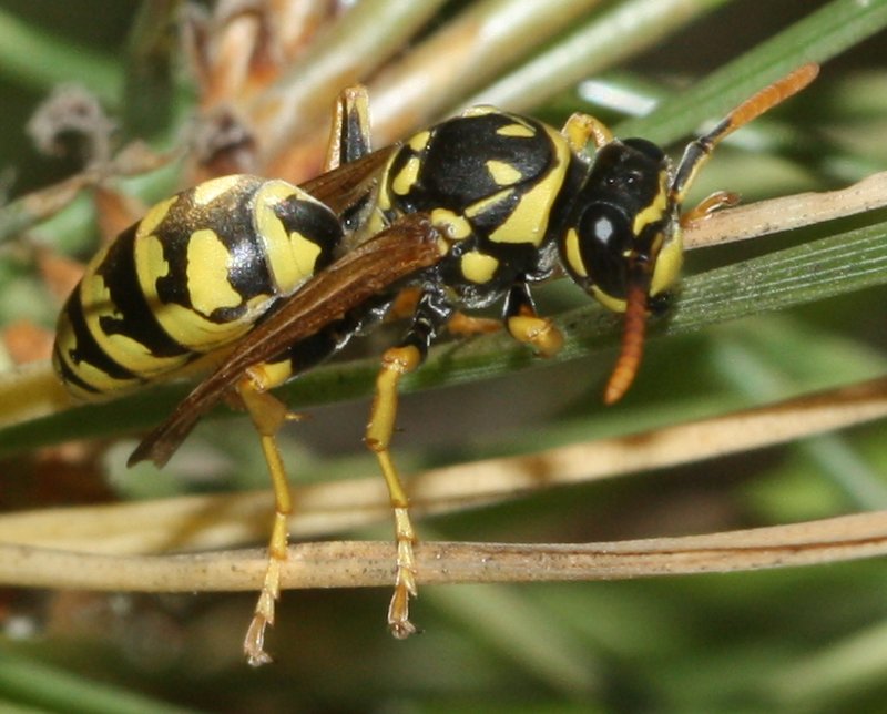 Polistes%20sp.jpg