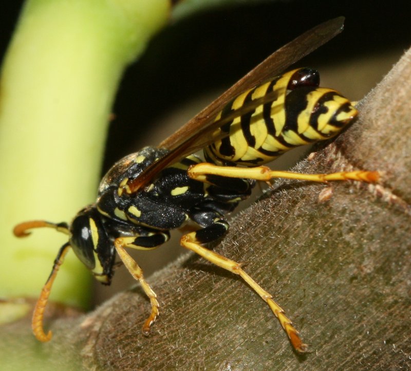polistes%20sp.jpg