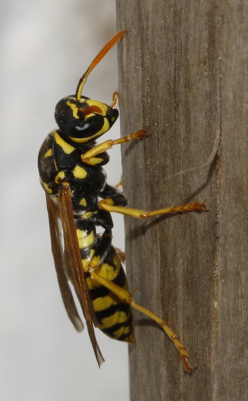 Polistes%20sp.jpg
