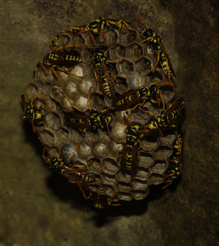 Polistes%20sp_5568.jpg