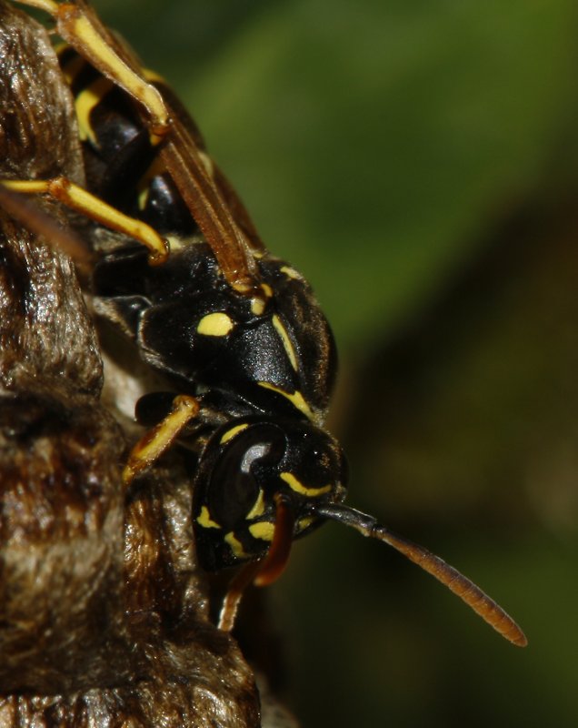 Polistes_sp_6570.jpg