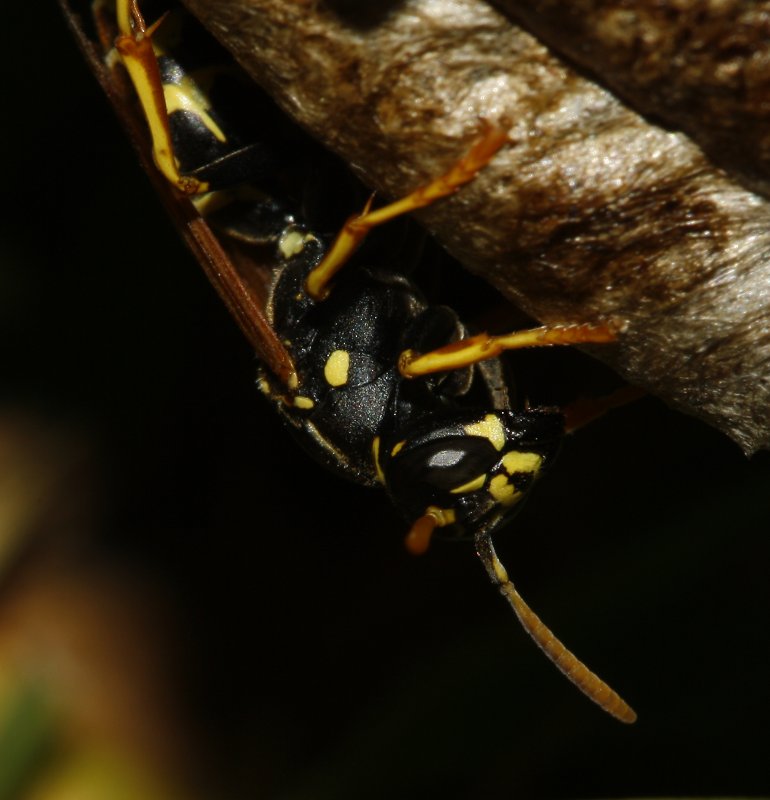 Polistes_sp_6616.jpg