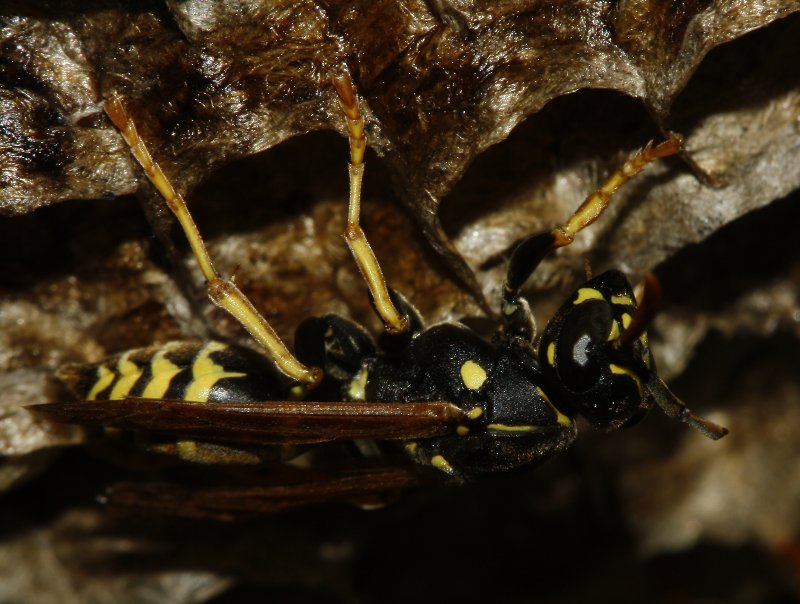 Polistes_sp_6622.jpg