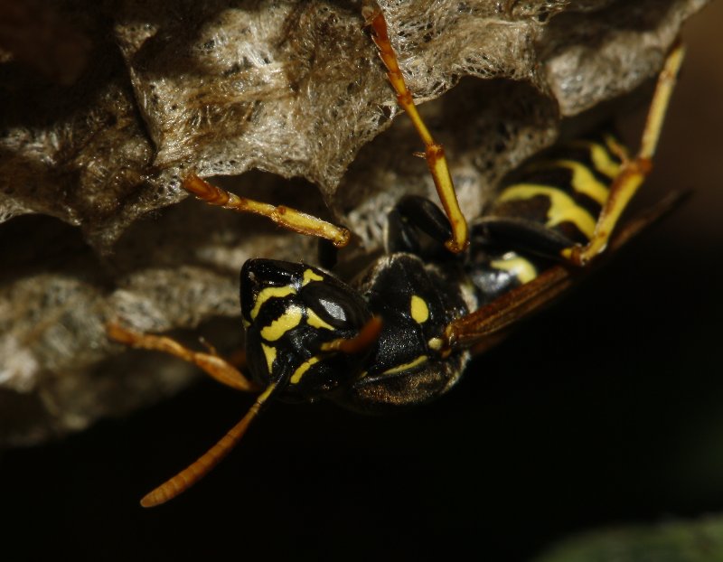 Polistes_sp_6625.jpg