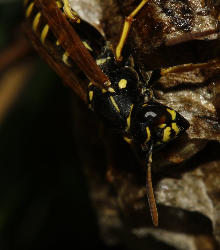 Polistes_sp_6627.jpg