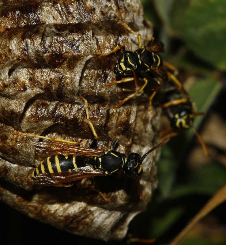 Polistes_sp_6630.jpg