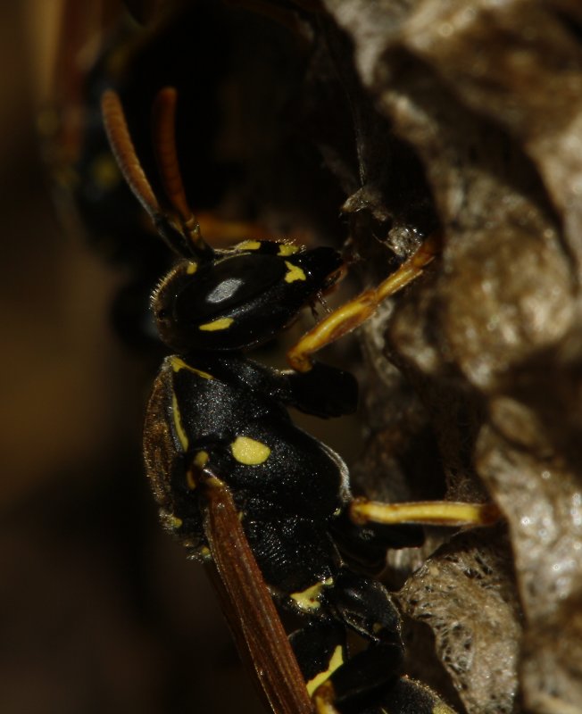 Polistes_sp_6632.jpg