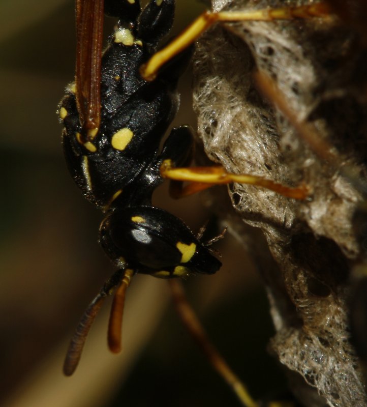 Polistes_sp_6634.jpg