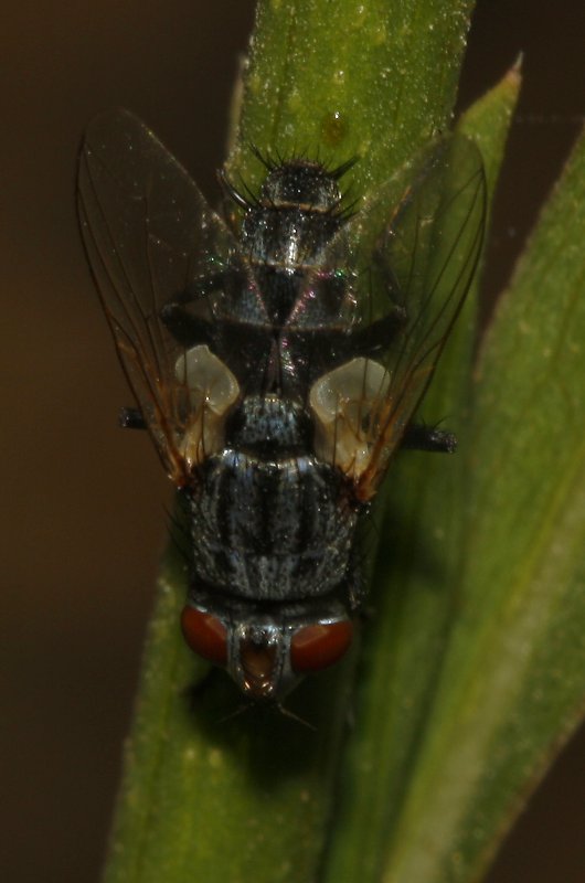 Pollenia%20sp_4037.jpg