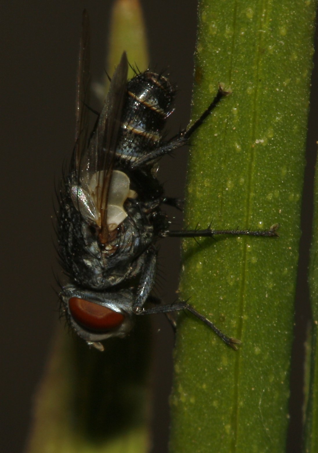 Pollenia%20sp_4038.jpg