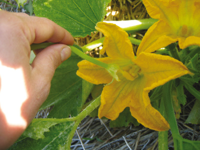 pollinisation-matinale-02.jpg