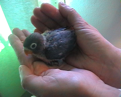 pollo11.jpg