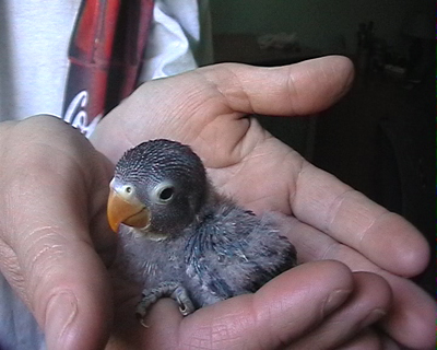 pollo8.jpg