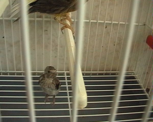 pollo_listo.jpg