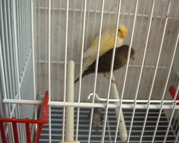 pollo_y_papis.jpg