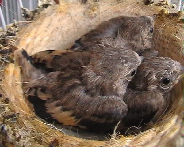 pollos.jpg