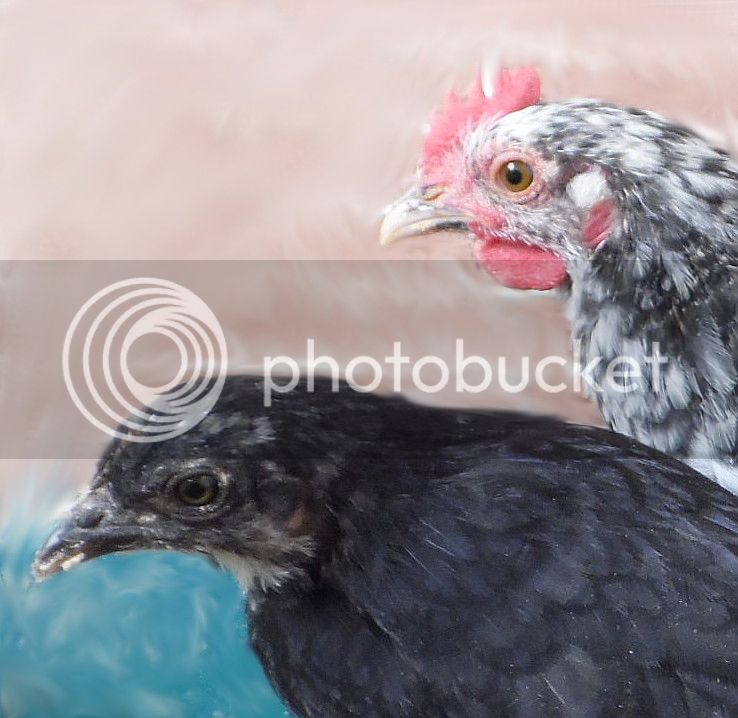 pollos08122014_1_zps76f0061b.jpg