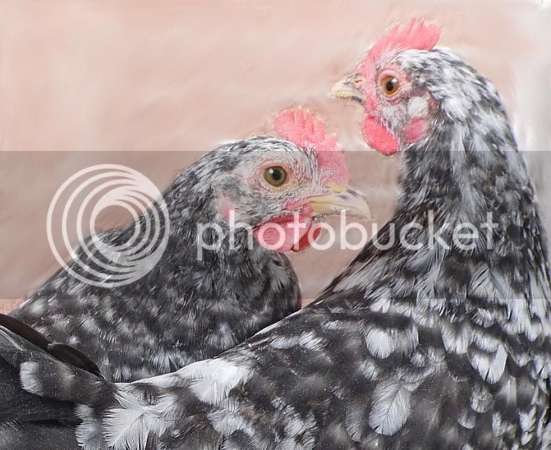 pollos08122014_2_zps2b4ae783.jpg