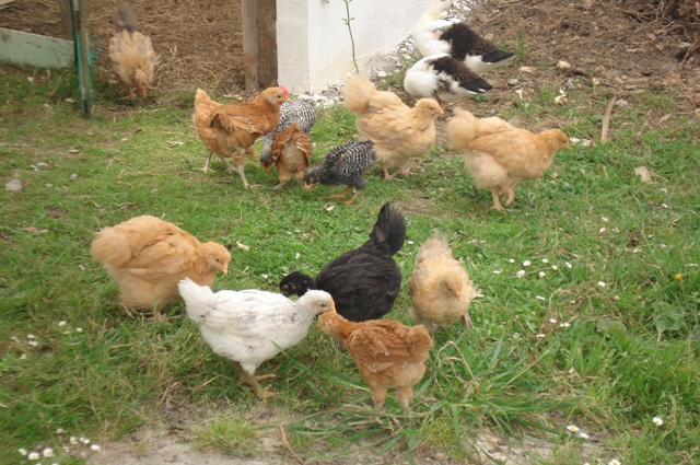 pollos1.JPG