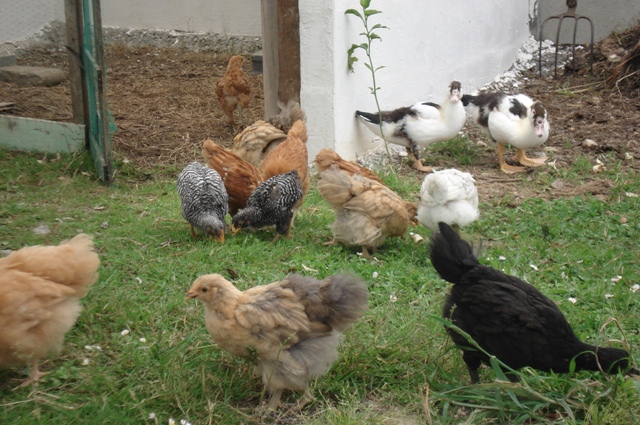 pollos2.JPG
