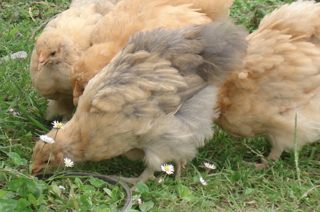 pollos3.JPG