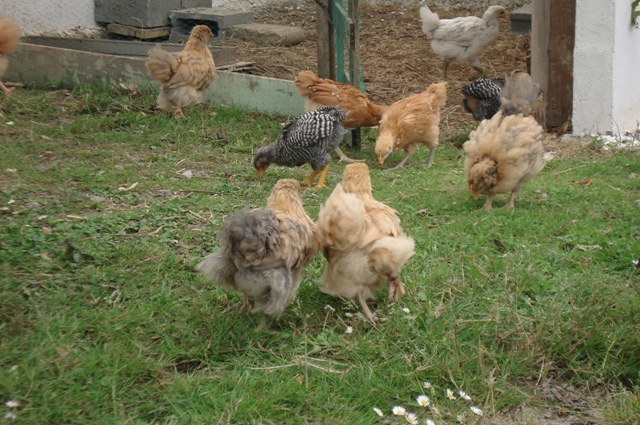 pollos4.JPG