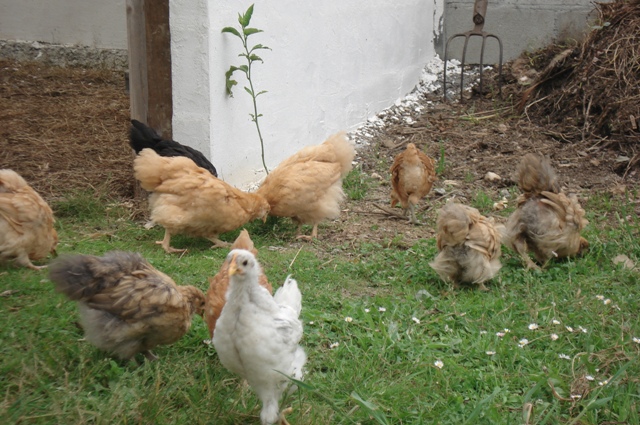 pollos5.JPG