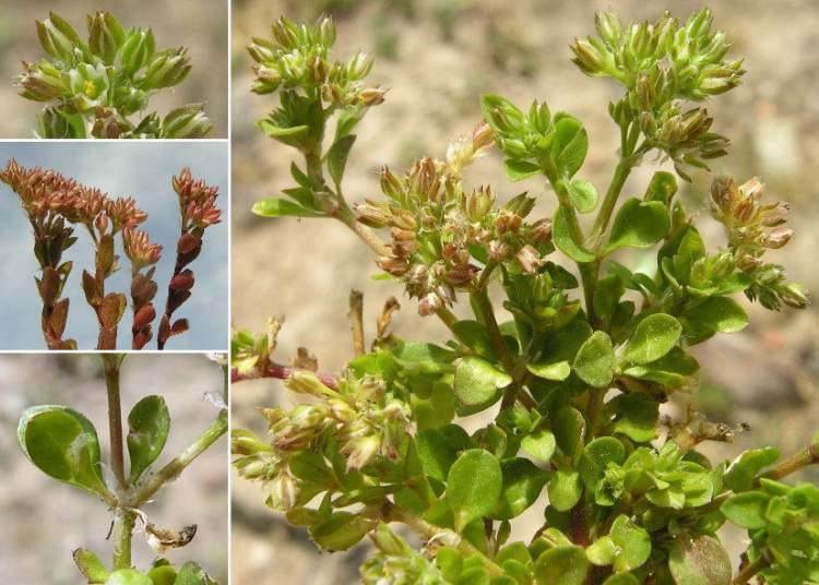 polycarpon-tetraphyllum-subsp-alsinifolium28025.jpg
