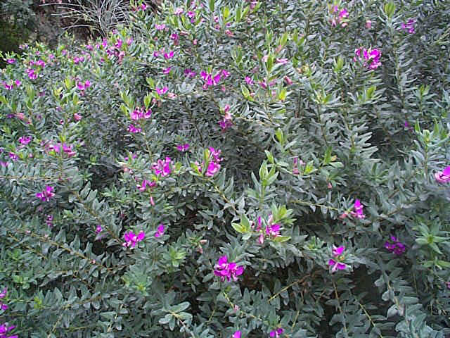 polygala.jpg