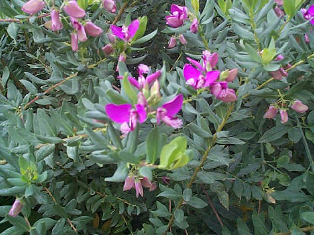 polygalamyrtifolia.jpg