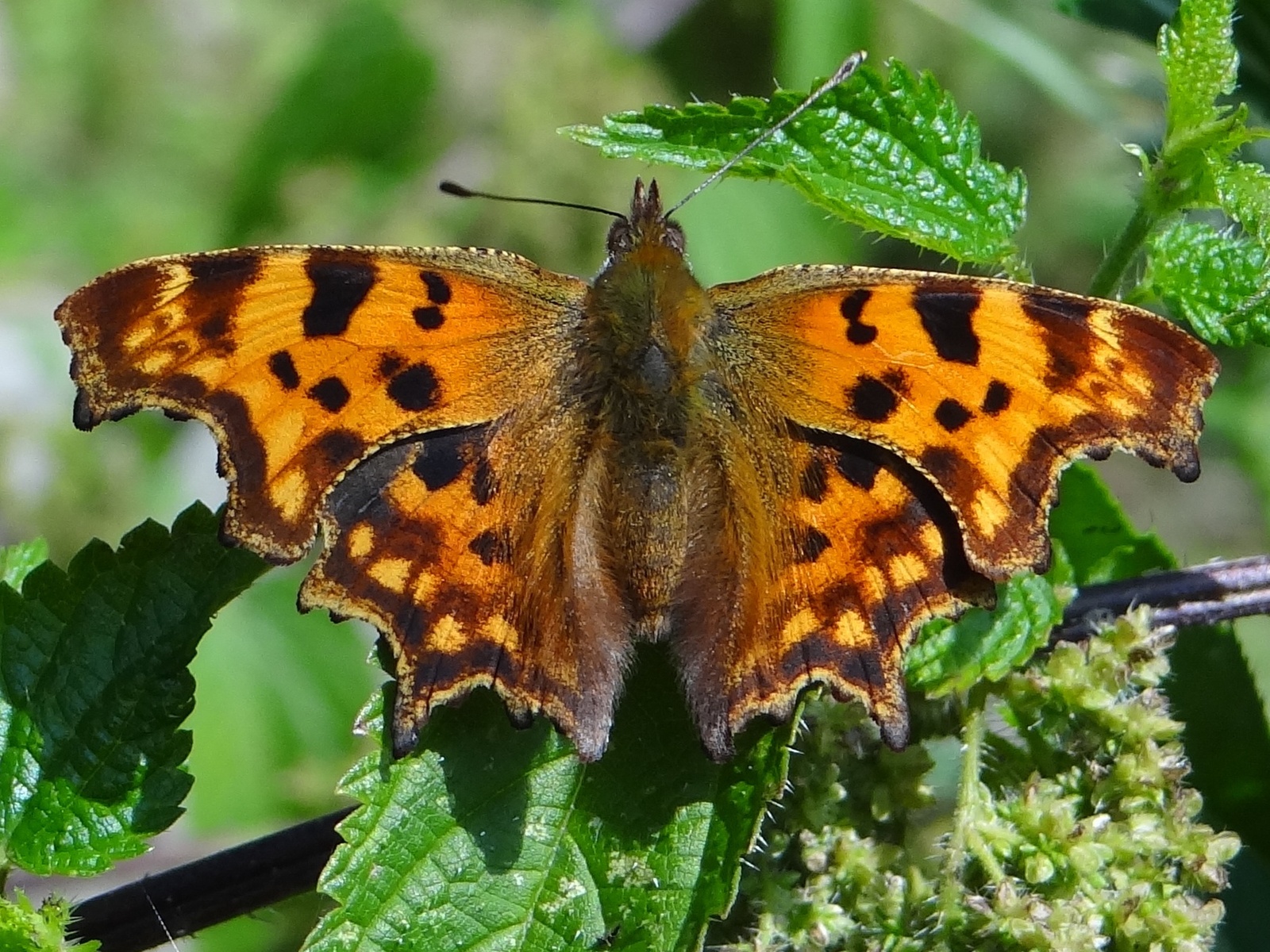 Polygonia_c-album_rusa%C5%82ka_ceik_BS17.jpg