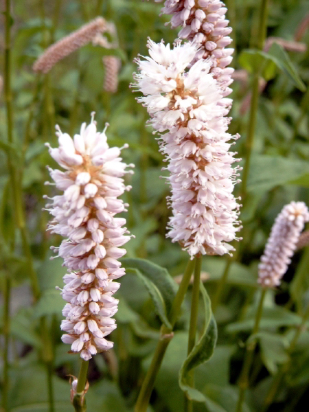 polygonium_bistorta_ssp_carneum.jpg