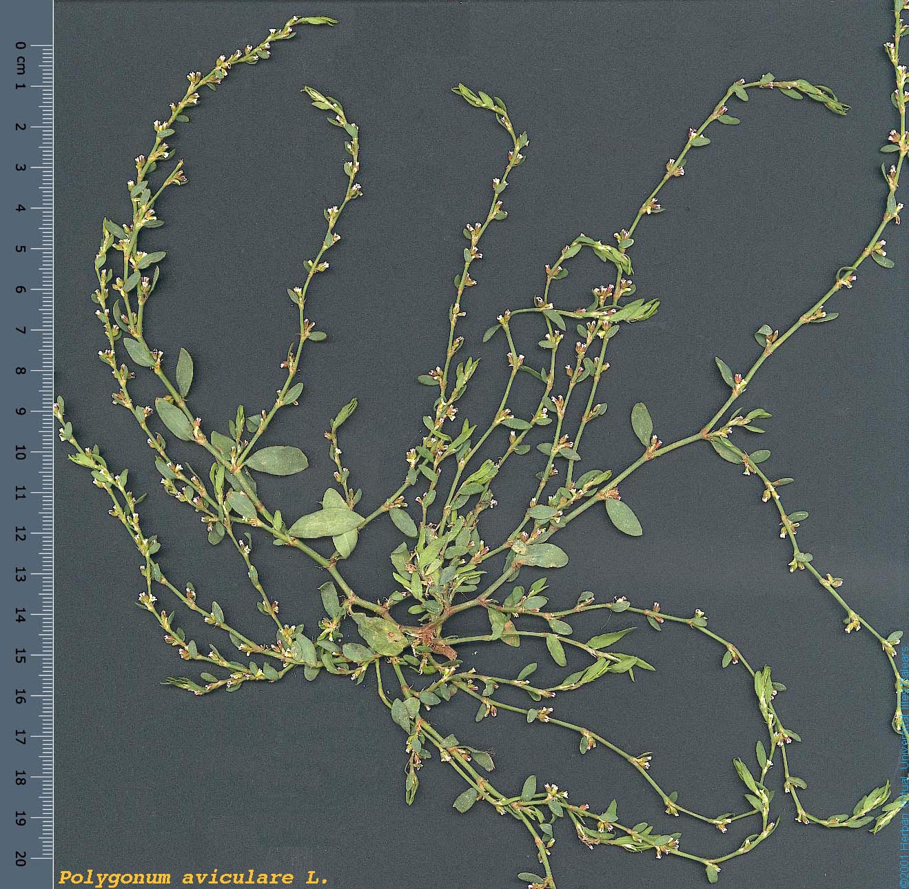 Polygonum%20aviculare_s.jpg