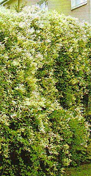 Polygonum-baldschuanicum-PO.jpg