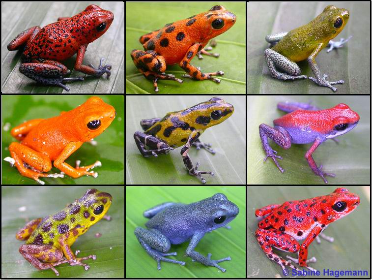 Polymorphismus.jpg