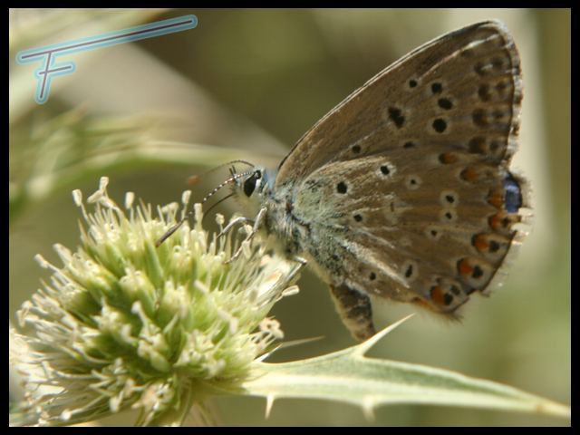 Polyommatus%20duda%2001.jpg