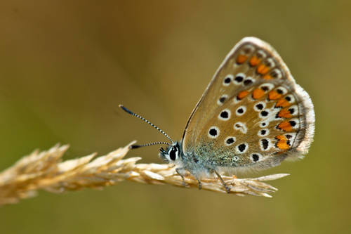 Polyommatus_icarus.jpg