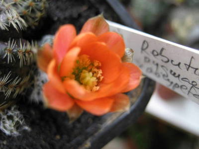 polypetal1.jpg