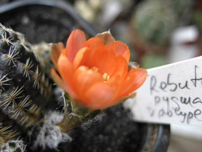 polypetal2.jpg