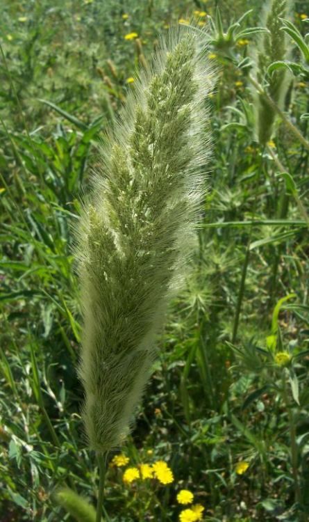 polypogon_monspeliensis_4.jpg