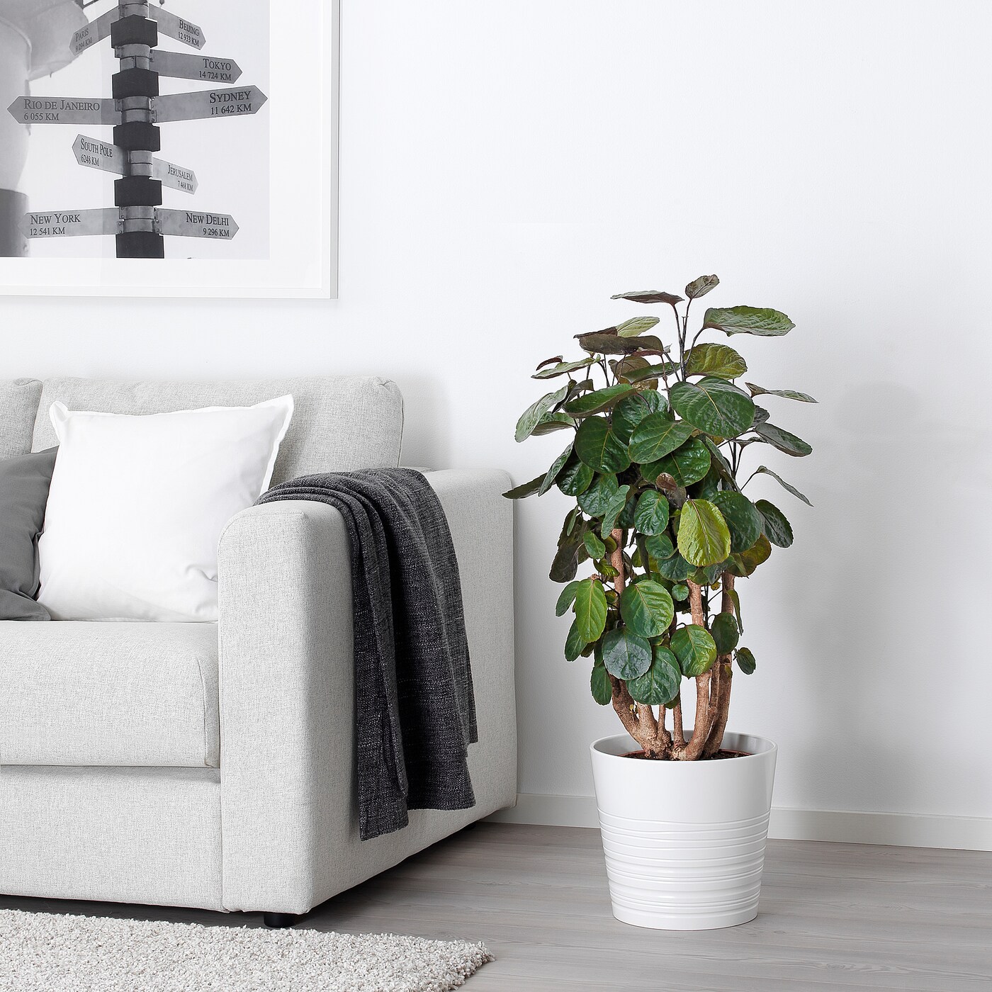 polyscias-fabian-potted-plant__0902074_PE657456_S5.JPG