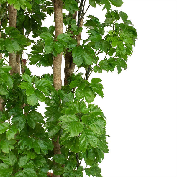 Polyscias-Roble-Aralia-Roble-Leaves_600x.jpg