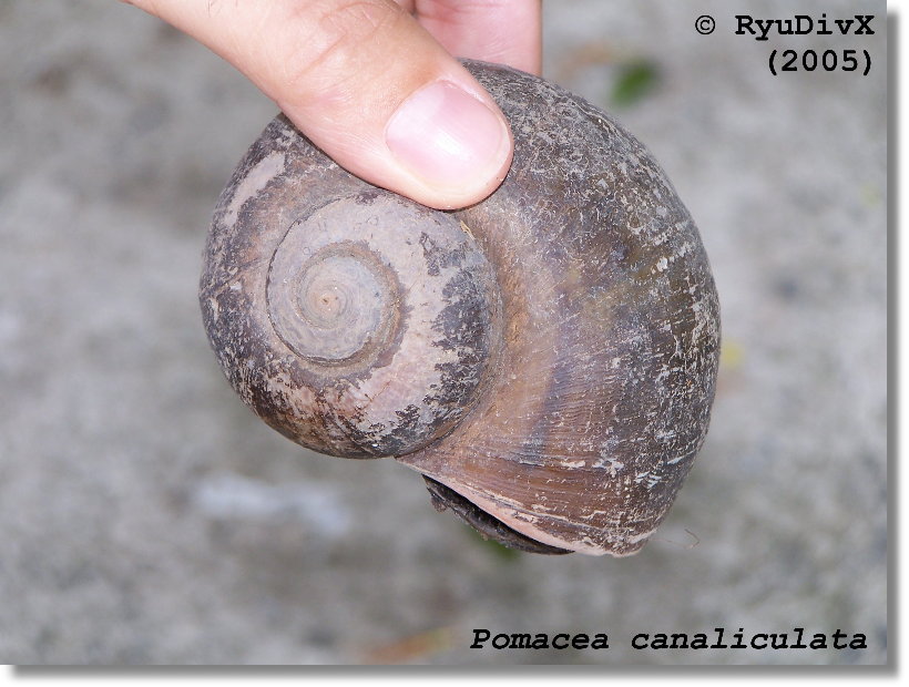 Pomacea_canaliculata_02_LQ.jpg