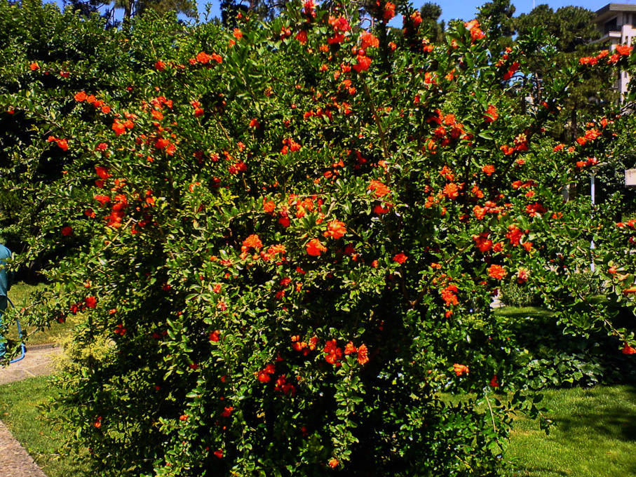 Pomegranate.jpg